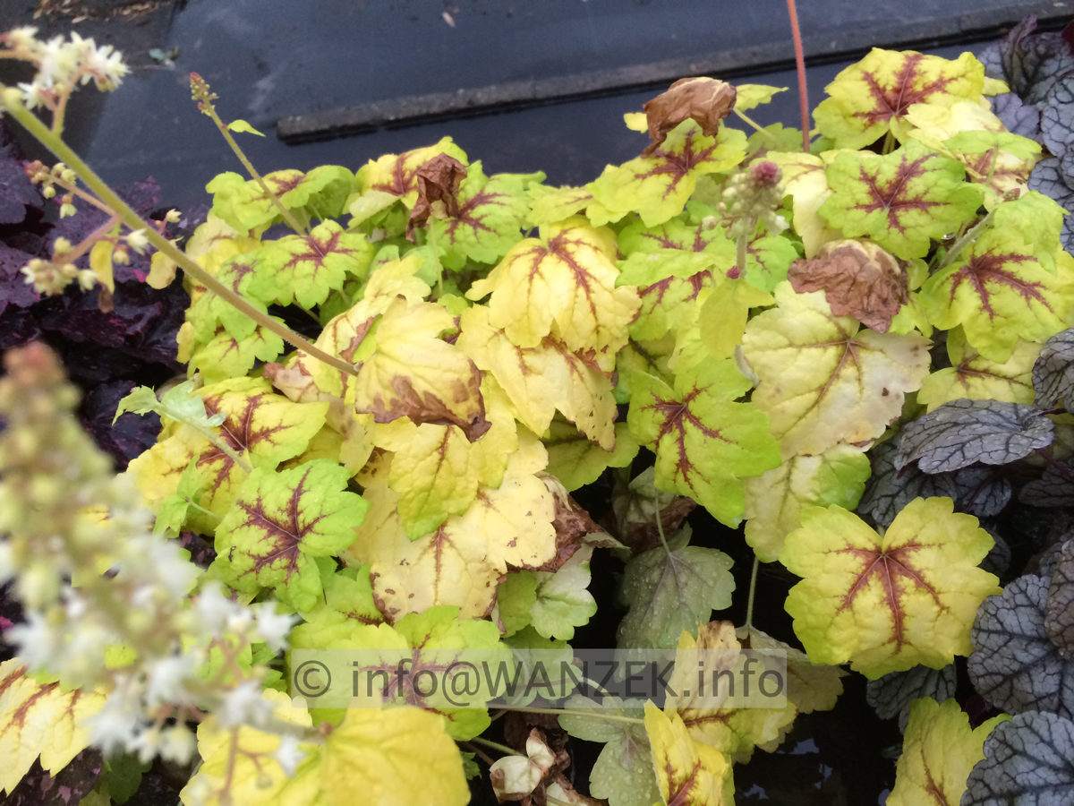 Heuchera Hybride Stoplight 40cm - Bluete 5-7.JPG